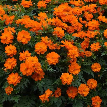 Picture of Cosmos - Sulphureus Mandarin